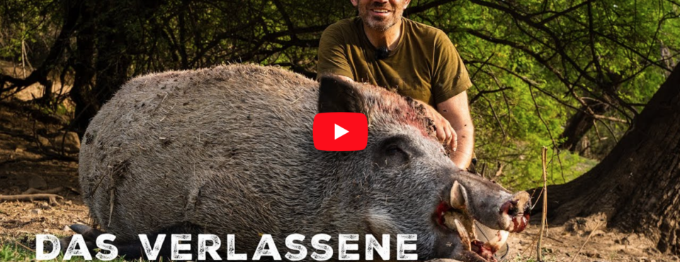Das verlassene Keiler-Paradies